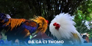 đá gà c1 thomo