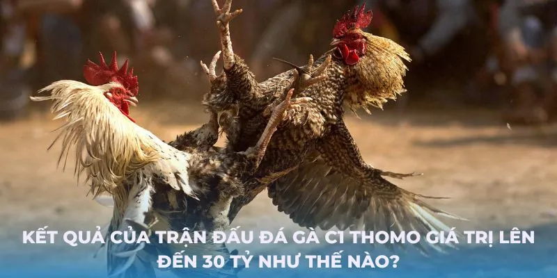 Kết quả của trận đấu đá gà c1 Thomo giá trị lên đến 30 tỷ như thế nào?