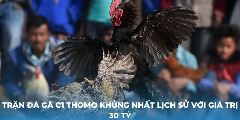 Trận đá gà c1 Thomo khủng nhất lịch sử với giá trị 30 tỷ