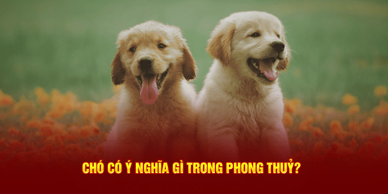 Ý nghĩa phong thủy của chó là gì?